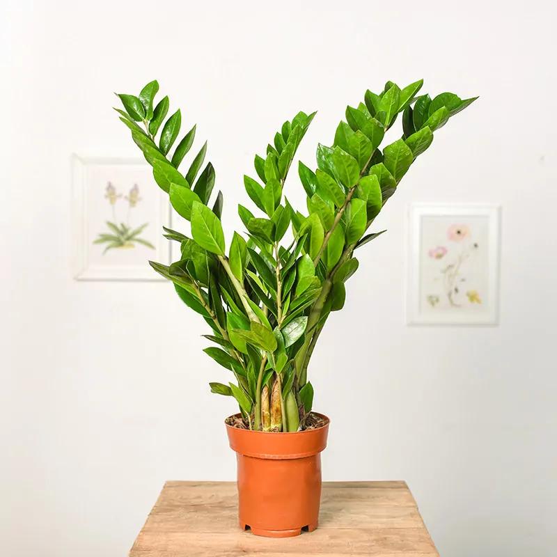 Zamiokulkas – Jak Rozpoznać Objawy Zatrucia U Kota?