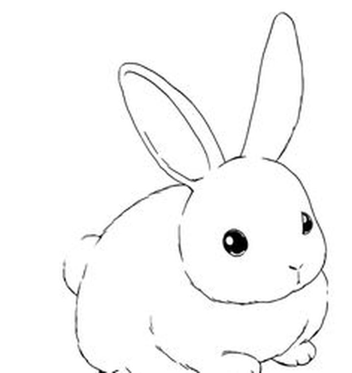 Anatomia królika w rysunku