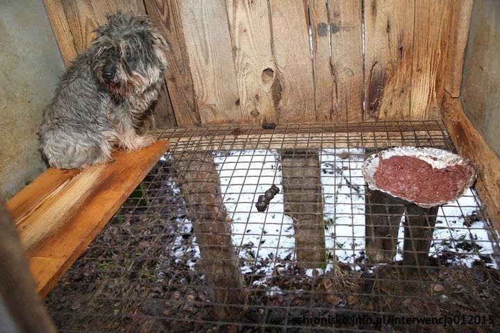 Budowanie społeczności pasjonatów psów