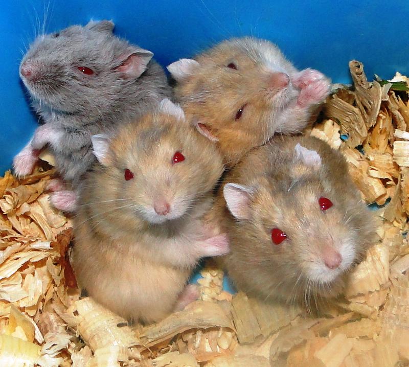 Dorosłość chomika dżungarskiego