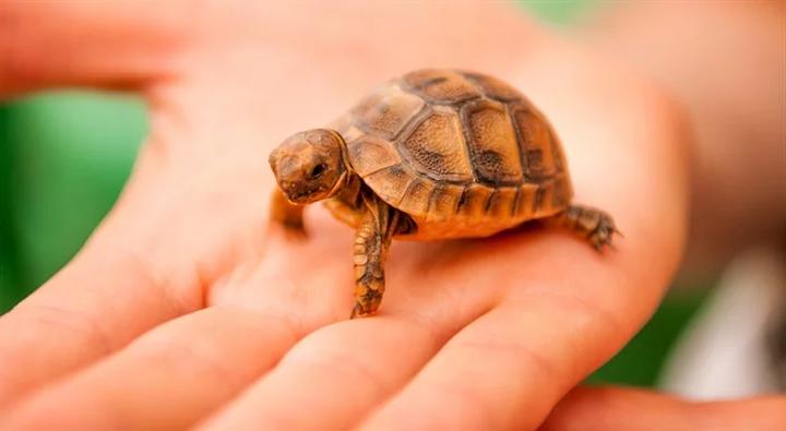 Etyka interakcji z żółwiami