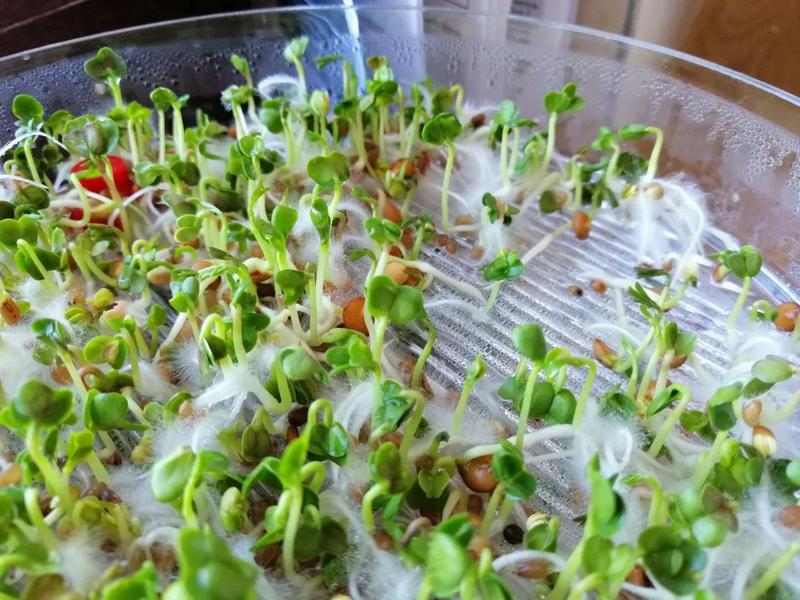 Kiełki dla kanarków