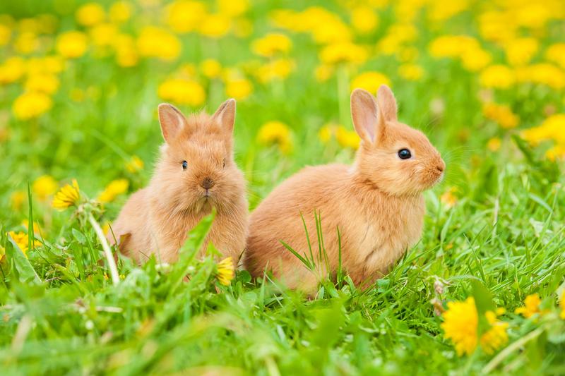 Komunikacja i emocje królików