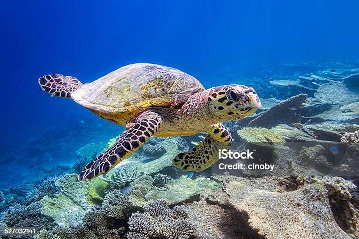 Przysmaki i smakołyki dla żółwi