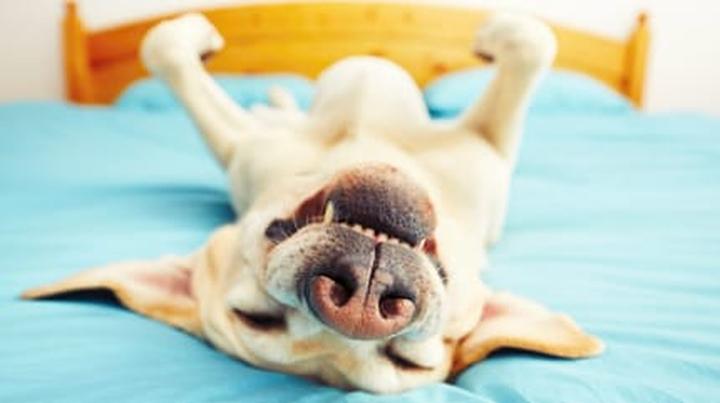 Rasy psów podatne na chrapanie