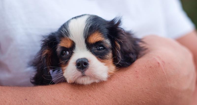 Różnice regionalne kosztów weterynaryjnych