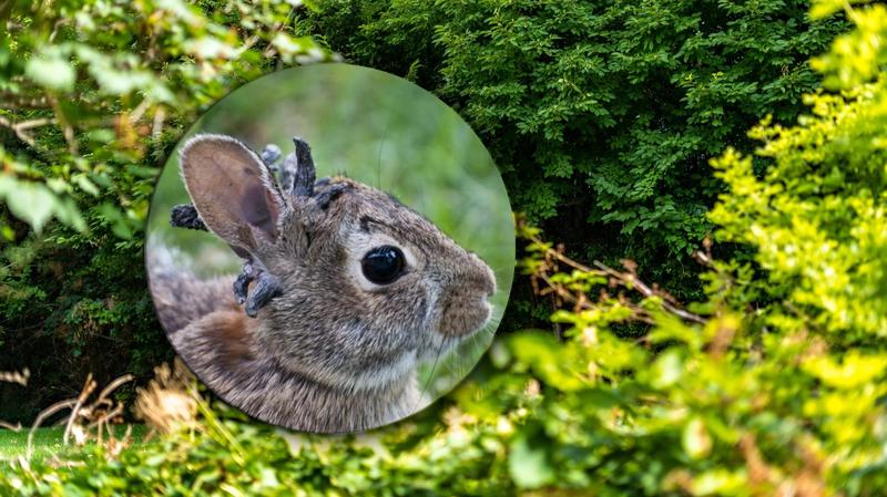 Ruchy noska królików