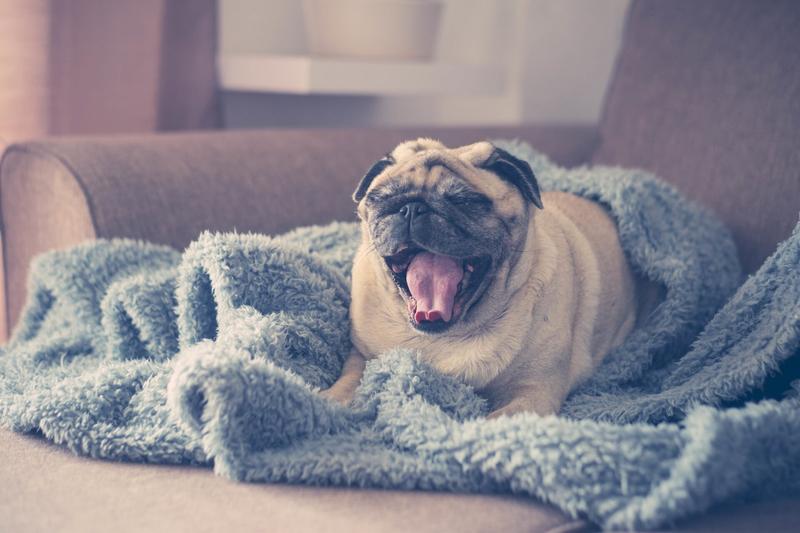 Sposoby na chrapanie psa