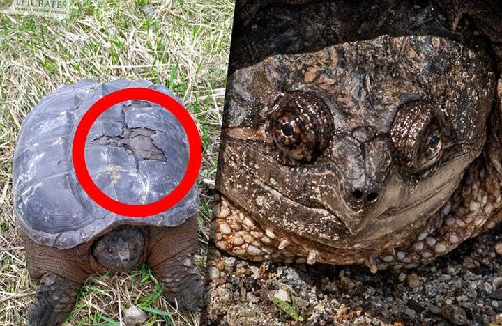 Zachowanie i cechy żółwi wodno-lądowych