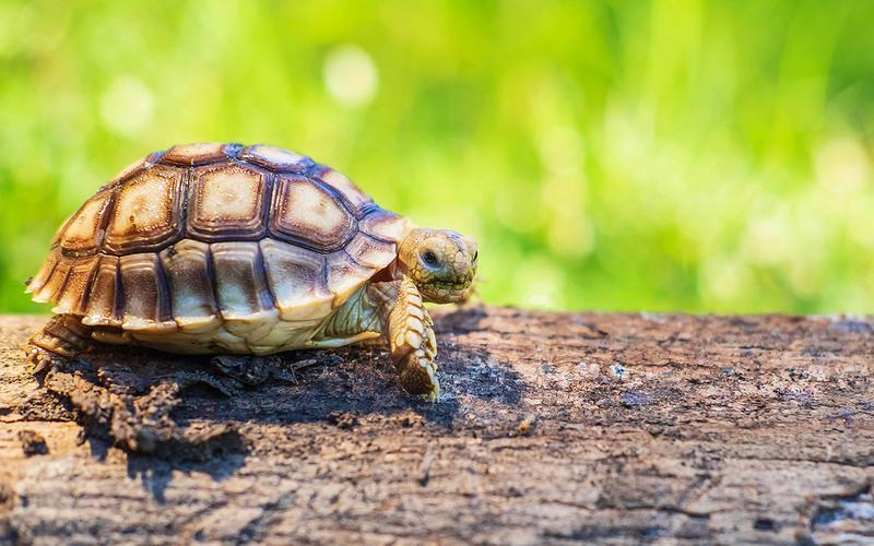 Zmysł dotyku u żółwi