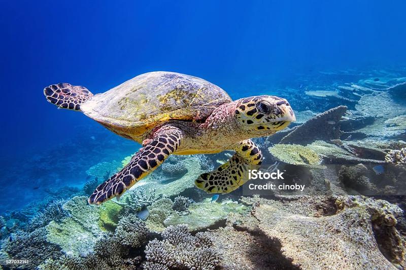 Żywienie żółwi lądowych i wodnych