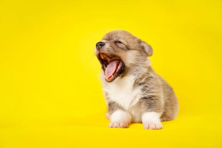 Ciekawe powody, dla których twój pies ciągle ziewa