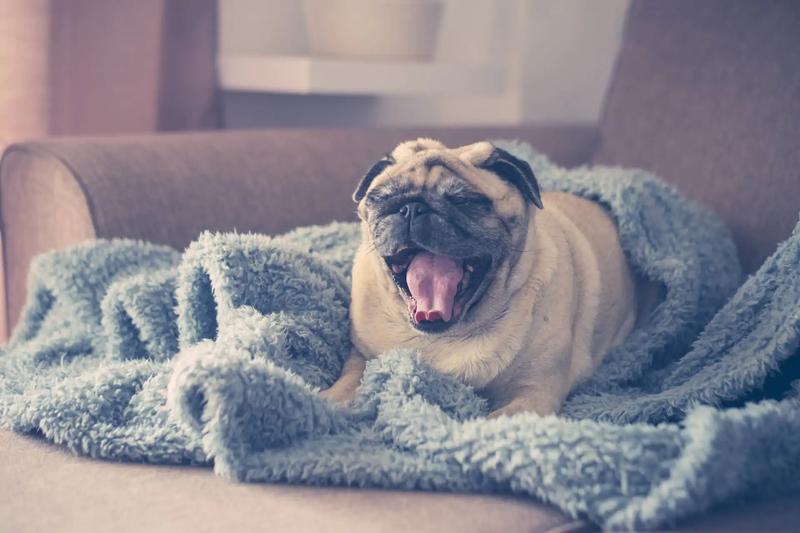 Co zrobić, gdy twój pies chrapie? Sprawdź sprawdzone metody!