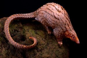 Czy zwierzęta mogą być nosicielami koronawirusa? Odpowiadamy na Twoje wątpliwości