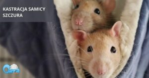 Ile naprawdę kosztuje kastracja szczura? Sprawdź ceny i ważne informacje