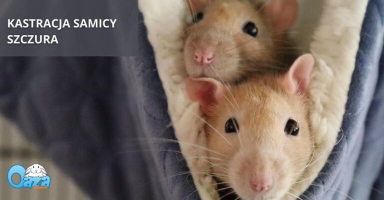 Ile naprawdę kosztuje kastracja szczura? Sprawdź ceny i ważne informacje