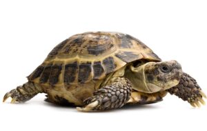 Ile wydasz na żółwia lądowego w sklepie zoologicznym? Przewodnik po cenach