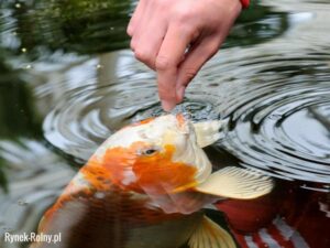 Jak często powinno się karmić rybki w akwarium? Praktyczne wskazówki dla akwarystów