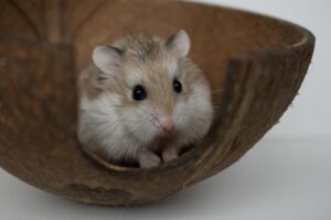 Jak długo żyją chomiki roborowskiego? Oto, co musisz wiedzieć!