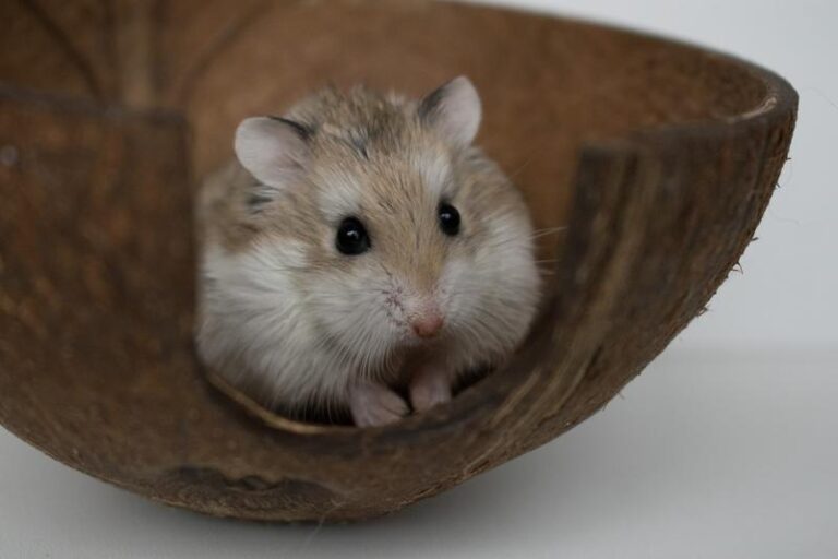 Jak długo żyją chomiki roborowskiego? Oto, co musisz wiedzieć!