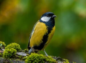 Jak odkryto tajemnice tras wędrówek ptaków?