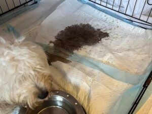 Jak skutecznie leczyć zapalenie jelit u psa? Praktyczne porady dla właścicieli