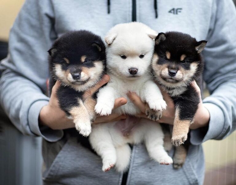 Jak skutecznie rozpoznać szczeniaka psa od suki?