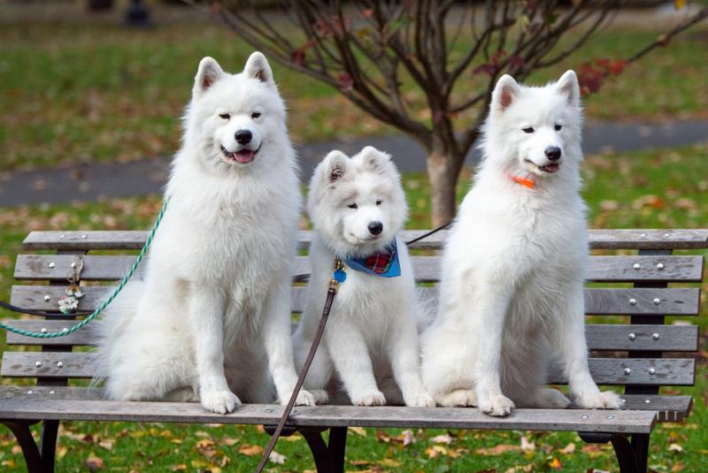 Jak skutecznie założyć stowarzyszenie hodowców psów w kilku krokach
