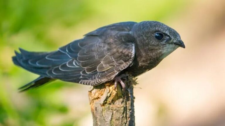 Jak zadbać o jerzyki – praktyczne porady dotyczące karmienia tych ptaków
