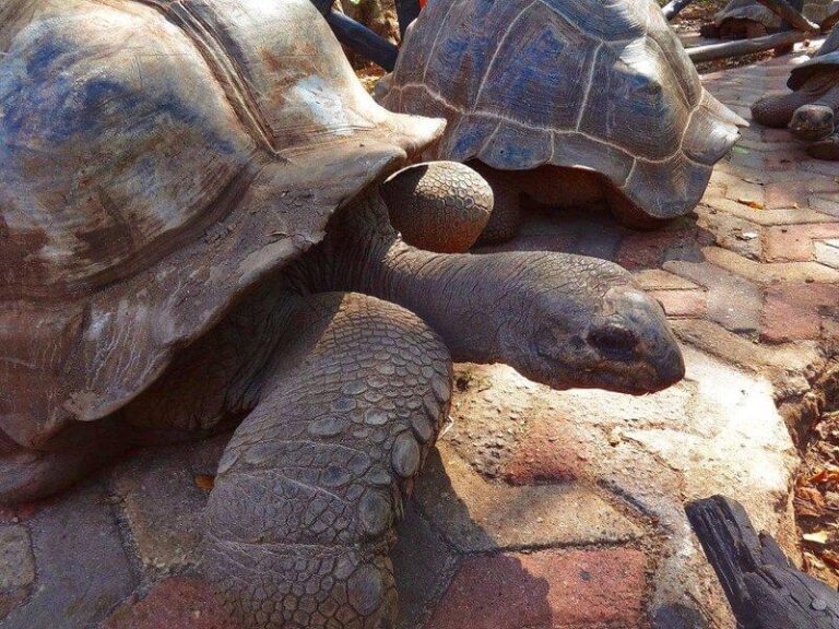 Jak żółwie reagują na głaskanie? Fascynujący świat tych stworzeń