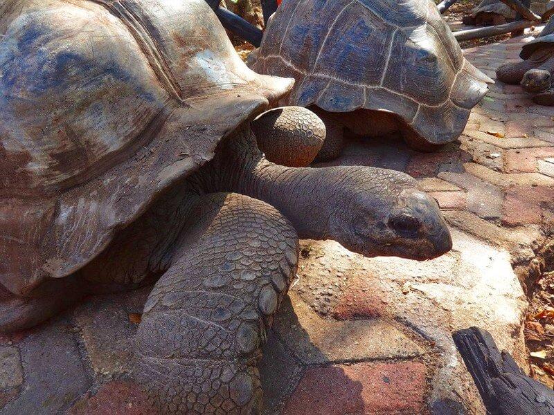 Jak żółwie reagują na głaskanie? Fascynujący świat tych stworzeń