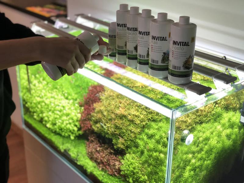 Najlepszy nawóz pod korzenie w akwarium – Jak wybrać odpowiedni?