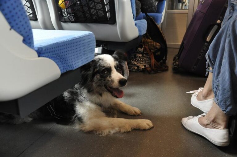 Niezwykła historia psa, który wsiadał do pociągów – obrazek pełen emocji