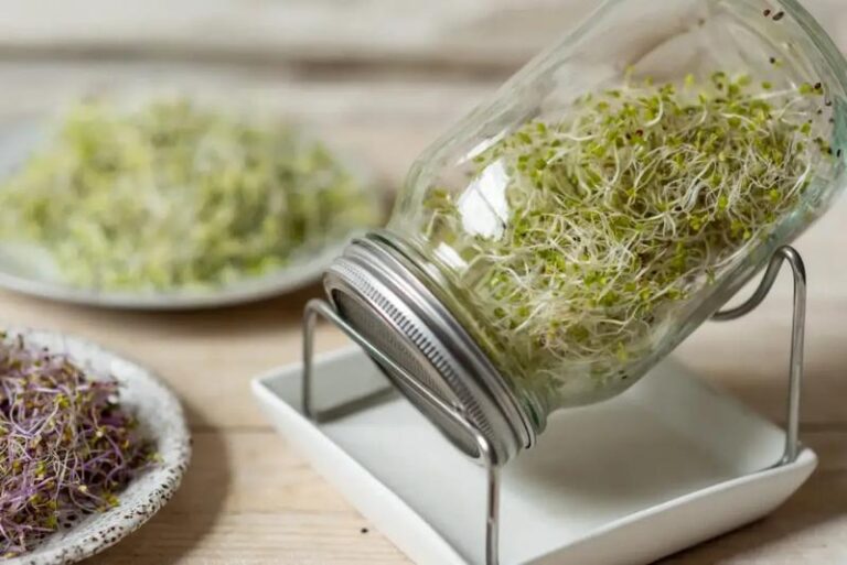 Odkryj, jakie kiełki dla kanarka wspierają jego zdrowie i witalność