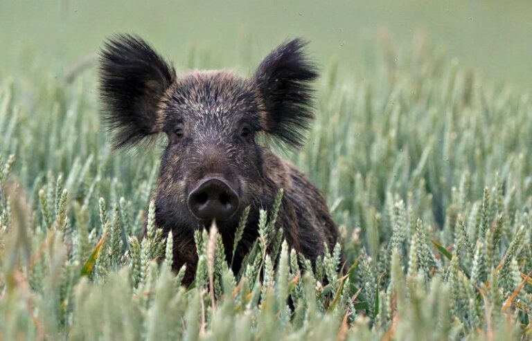 Odkrywaj fantastyczne zwierzęta w Lublinie – przewodnik po ich znalezieniu