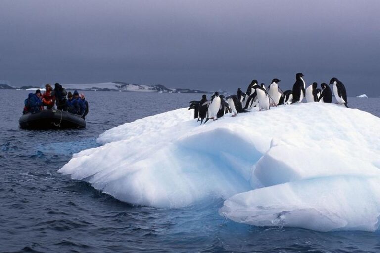 Odkrywając tajemnice Antarktyki: niezwykłe zwierzęta, które tam żyją