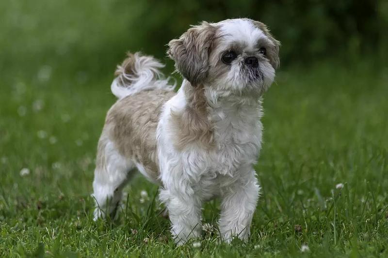 Odkrywamy urok: jak wygląda pies szitsu w codziennym życiu?