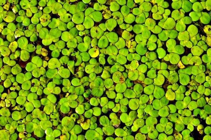 Rzęsa w akwarium – jakie korzyści niesie dla twojego ekosystemu wodnego?