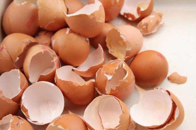 Skorupki jajek jako przysmak dla psa – czy to dobry pomysł?