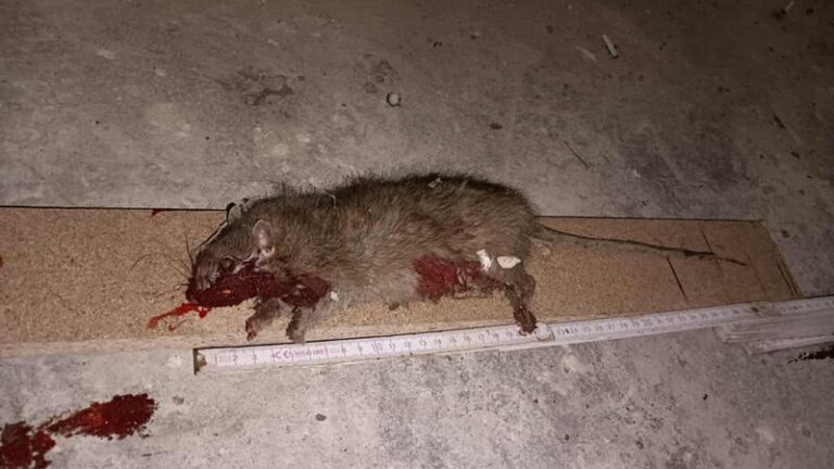 Skuteczne metody na to, jak pozbyć się szczura w piwnicy