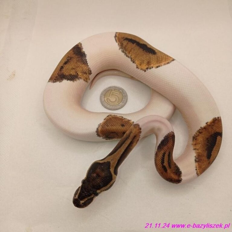 Wąż królewski – czy naprawdę jest jadowity? Odkryj prawdę!