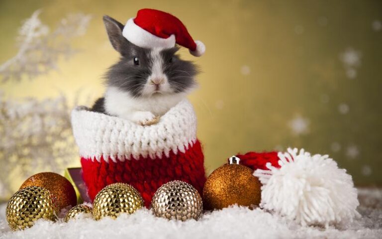 Wykwintne danie na święta: jak przyrządzić królika, by zachwycić gości