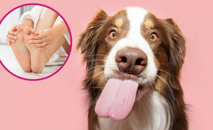 Co oznacza, gdy mój pies ciągle mnie liże?