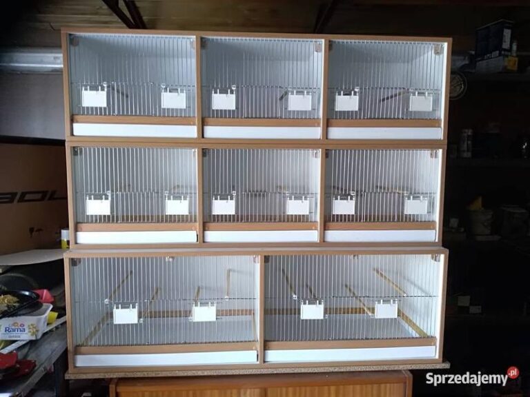 Twój wymarzony regał dla kanarków – jak go stworzyć krok po kroku