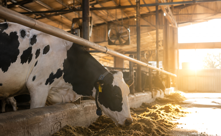 Suplementacja bydła w okresie upałów. Jak ograniczać skutki stresu cieplnego w stadzie?